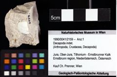 Foto (Objket + Etiketten) von Decapoda indet. 